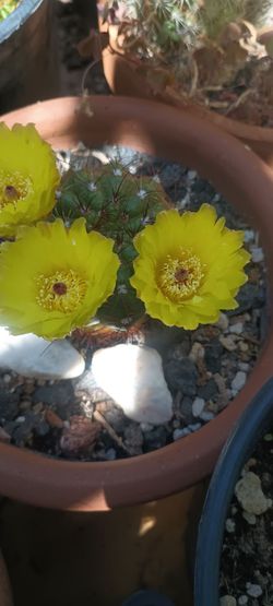 Cactus plant.