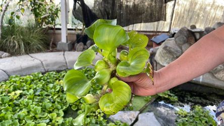 Water Hyacinths very healthy $1-$2 each.  Green.