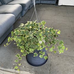 Outdoor Plant 