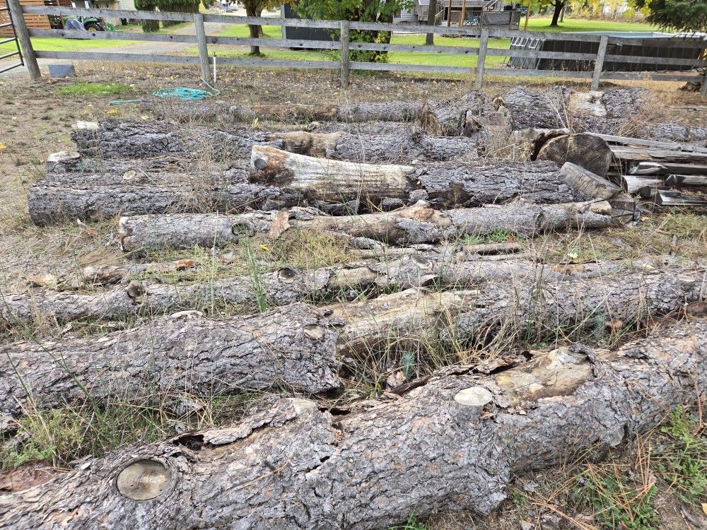 Free Firewood You Cut -Leavenworth 