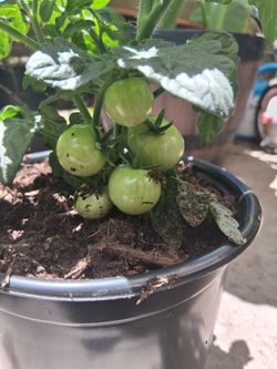 Husky cherry Tomatoes plants