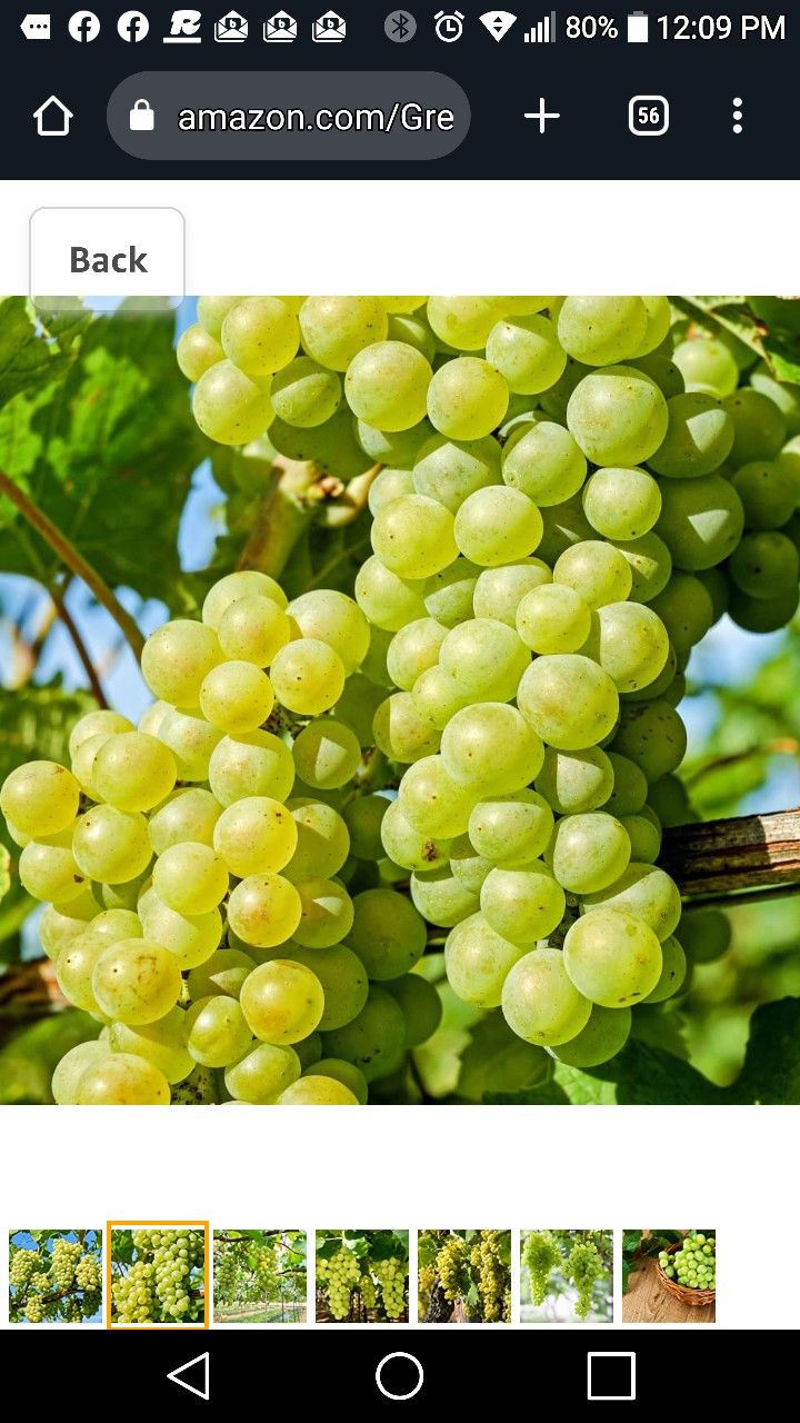 Niagara Green Grape Seedling Plant 1ft Ready To Plant