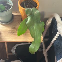 Queen, Orchid, Cactus Starters With Pots 