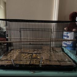 Bird Cage 