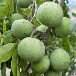 Grafted White Sapote Vernon Tree 😃😃😃😃😃🌿🌿🌿🌿🌿