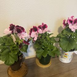 geranium Life Plants