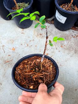 TOP VARIETIES OF Grafted Jaboticaba