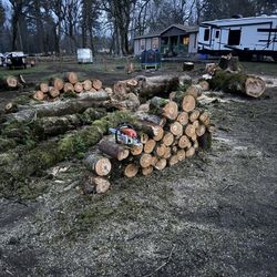 Free Maple Fire Wood 