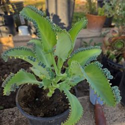 Kalanchoe Mother Of Thousand Plant Medesinal
