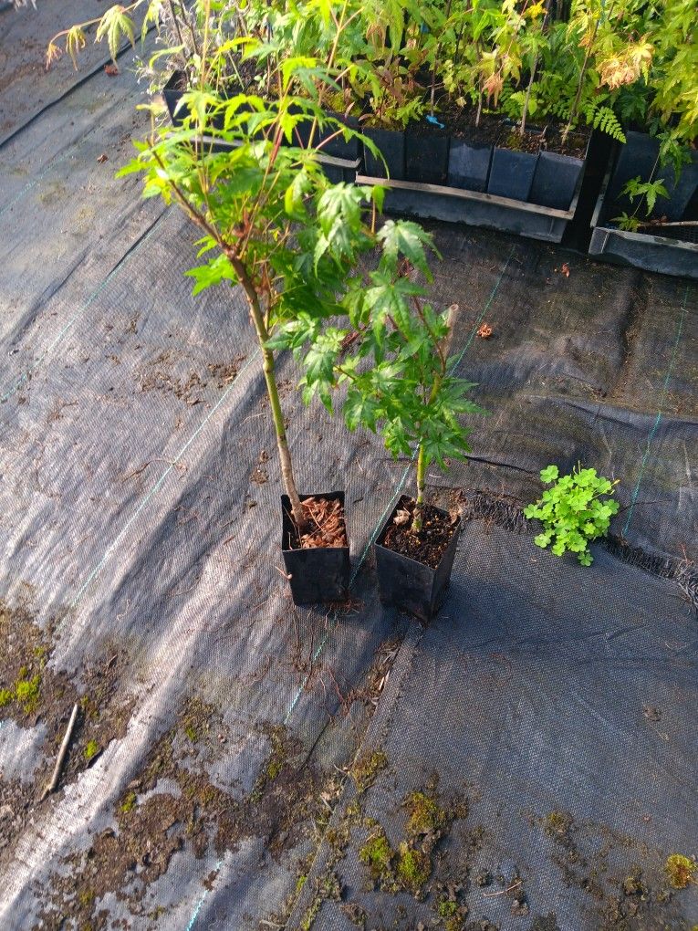 Acer Palmatum Japanese Maple