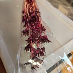 Dried Flowers 