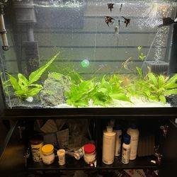 Aquarium And Stand And Everything Else
