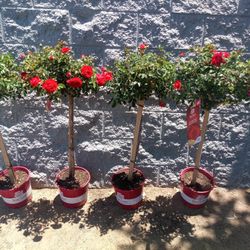 Rosetrees! (4)