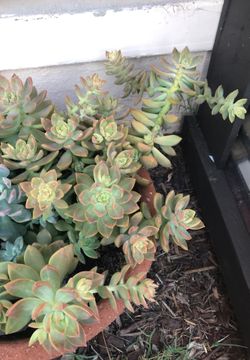 Succulents