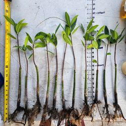 Mangroves $2 Moving Sale HIALEAH Red Mangrove Rhizophora Mangle Manglares aquarium plants fish tank reef Paludarium Terrarium aqua plants trees shrubs