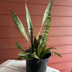 Maceta De Planta Lengua De Suegra Muy Bonita 