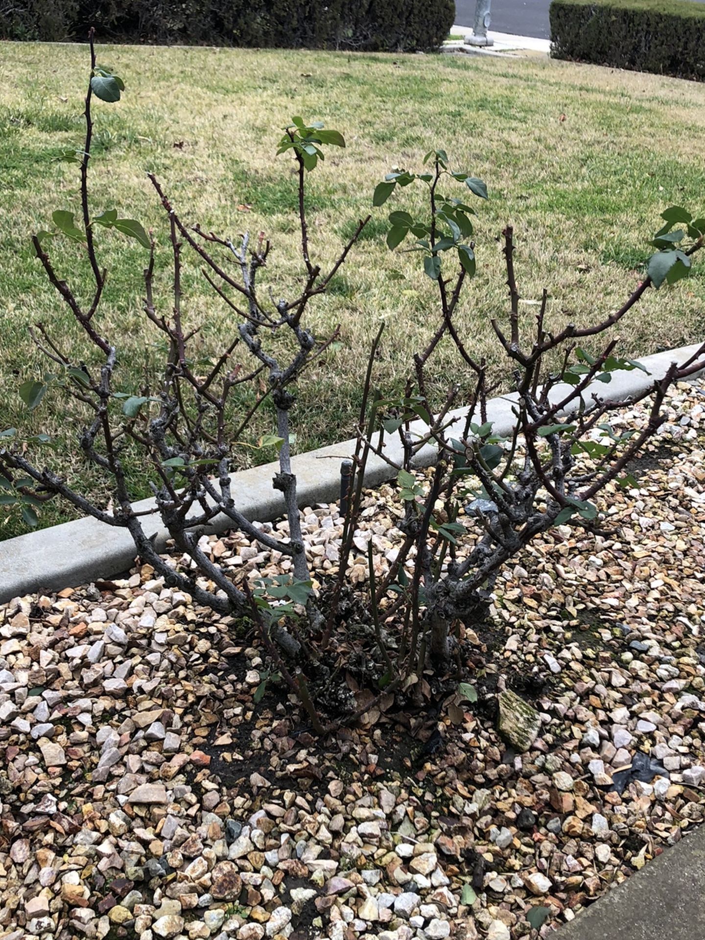 Free rose bushes - You Remove & Haul