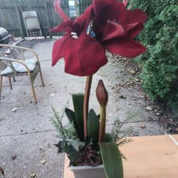 Red Artificial Christmas Plant 22 Tall 