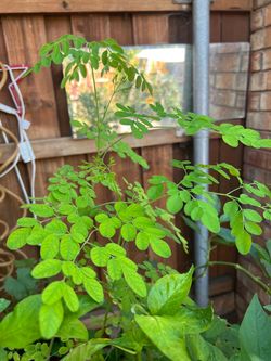 Planta moringa
