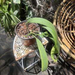 anthurium vittariifolium
