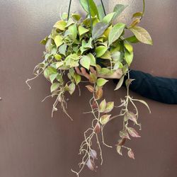 6” hoya sunrise 