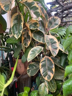 Ficus Rubber plant