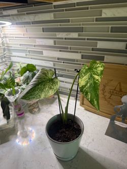 Mint Monstera