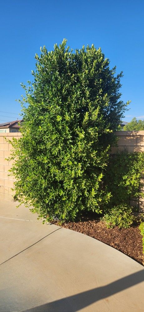 Ficus microcarpa Chinese Banyan