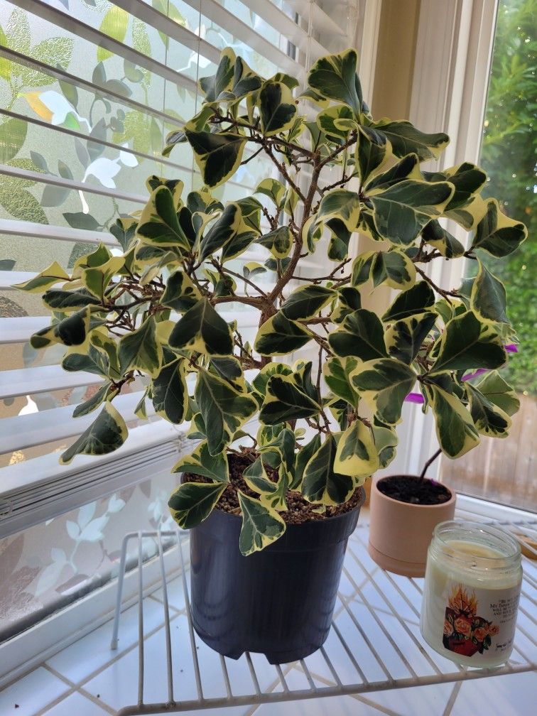 Ficus Triangularis 6in Nursery Pot