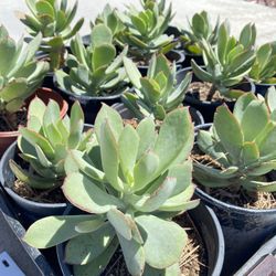 Beautiful Succulent Plants 