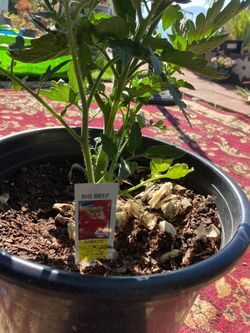 Tomate. En 5 galones