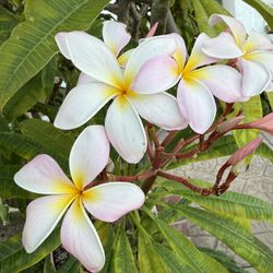 Plumeria Tree  Yellow Pink Flowers