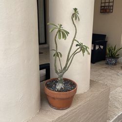  Desert Rose Plant With Clay Pot