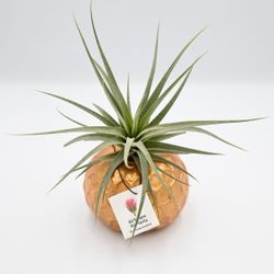 Air Plant
