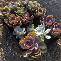 Variety of  Succulents In 4 Inch Pots 
