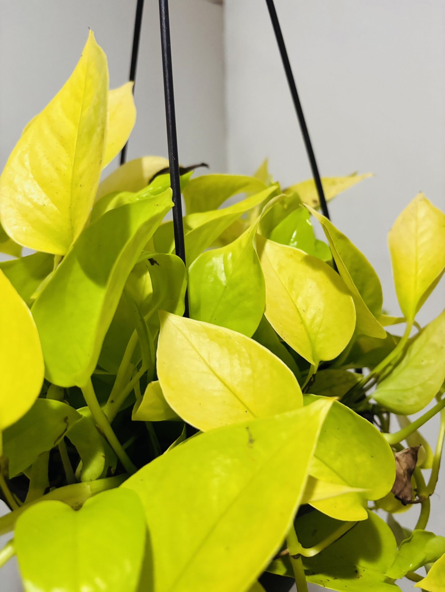 Neon Pothos House Plant