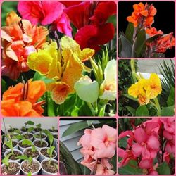 2 CANNA Lily Plants