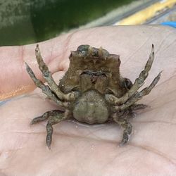 Decorator Crab, Saltwater Aquarium 