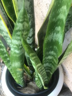 Shopper True plant, For$6.00