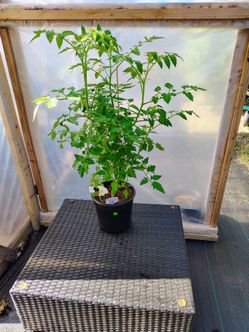 We have Tomatoes & Pepper plants for sale!