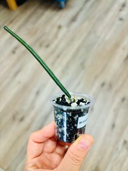 Hoya Insularis