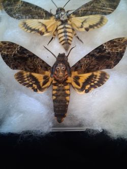 Death moth