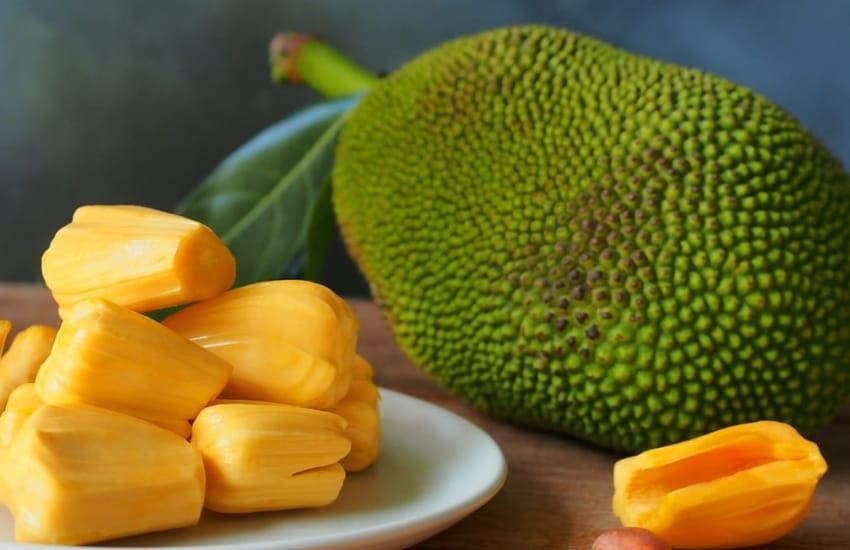 J31 Jackfruit Grafted 3gal