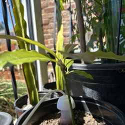 Bundle Sale Plants All Have To Go