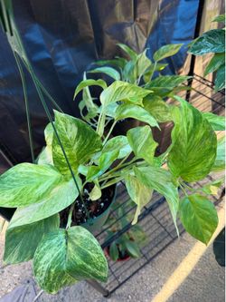 Pothos