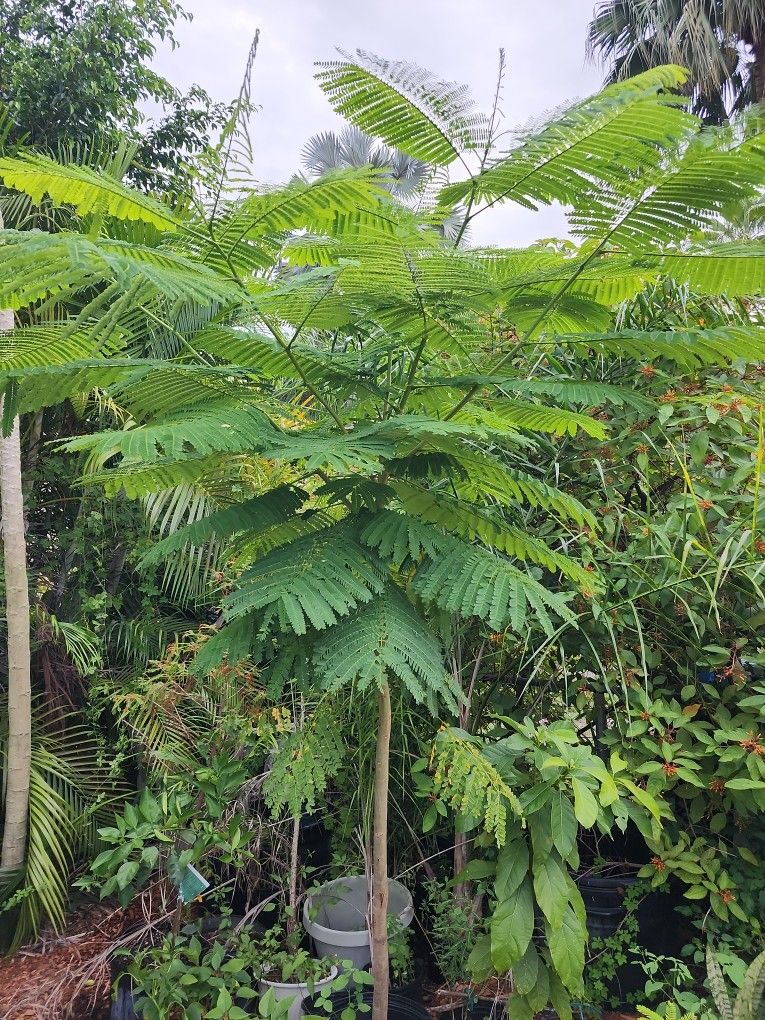 8 Foot Fire Tree In Pot