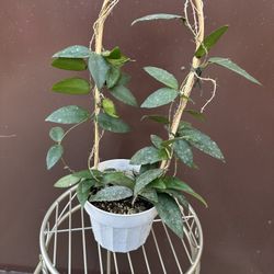 6” hoya caudata 