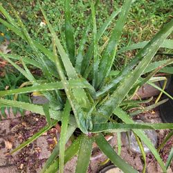 Aloe Vera Plants 