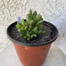 6 Inch Pot Succulent Plant - Haworthia Cymbiformis Obtusa -Rooted & Established - Drought Resistant - 🪴
