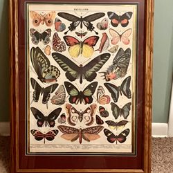 Large Framed Butterfly Print 